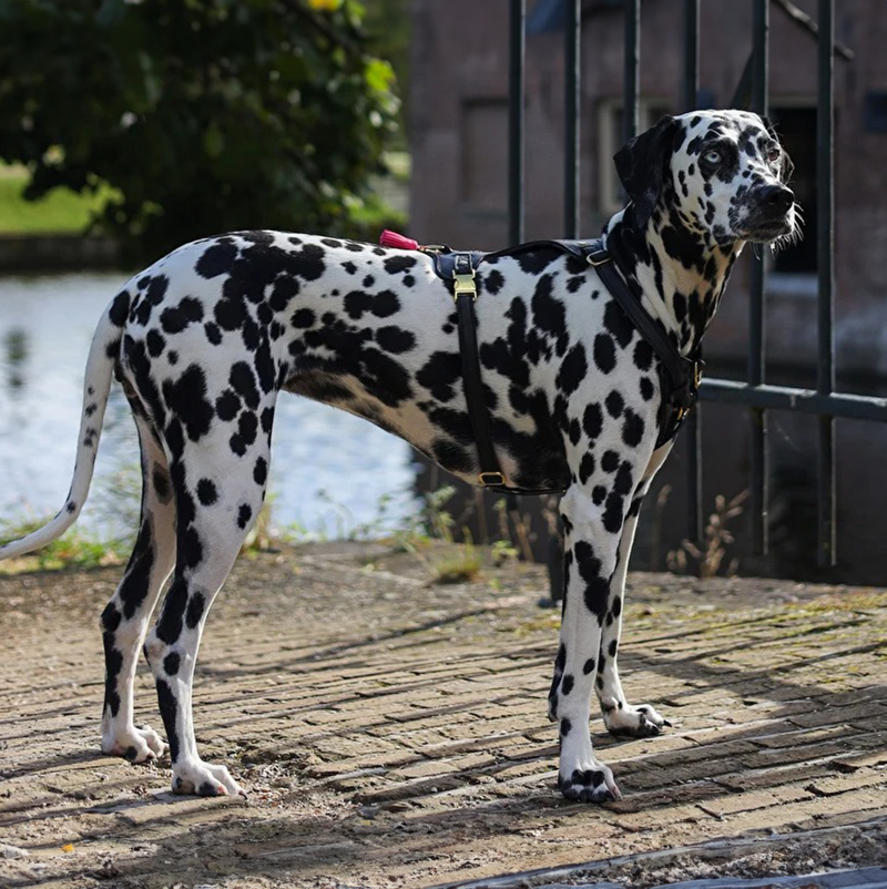 TUIGEN